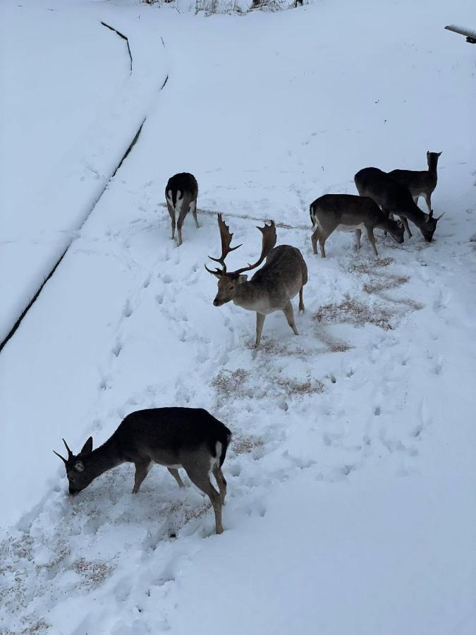 Arciau Gamtos Anyksciai Villa Kurkliai Luaran gambar